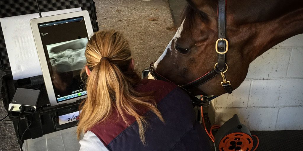 Digital Radiography Equine Performance Veterinarian